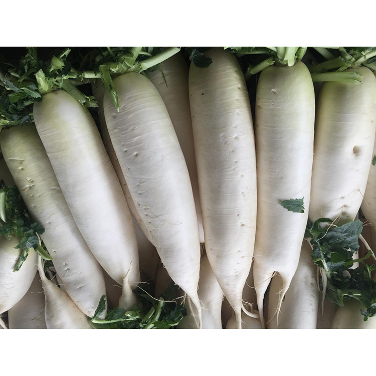 Explorați valoarea nutrițională a New Crop Fresh Radish pentru a spori imunitatea și a inhiba creșterea celulelor canceroase